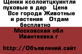 Щенки ксолоитцкуинтли пуховые в дар › Цена ­ 1 - Все города Животные и растения » Отдам бесплатно   . Московская обл.,Ивантеевка г.